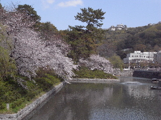 お堀の桜と松山城